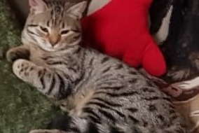 Disappearance alert Cat miscegenation Female , 4 years Argenteuil France