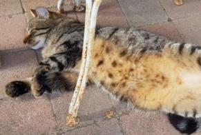 Disappearance alert Cat miscegenation Female , 4 years Argenteuil France