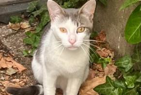 Discovery alert Cat Male , Between 9 and 12 months Saint-Benoît-sur-Loire France