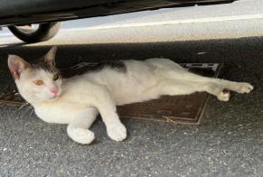 Discovery alert Cat Male , Between 9 and 12 months Saint-Benoît-sur-Loire France
