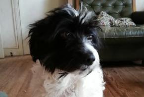 Disappearance alert Dog miscegenation Female , 8 years Castelnau-d'Estrétefonds France