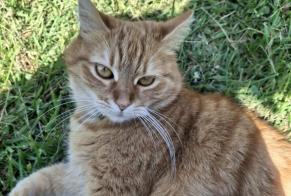 Disappearance alert Cat  Female , 2 years Bouffémont France