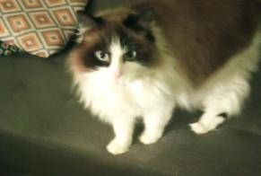 Disappearance alert Cat  Female , 6 years Soulac-sur-Mer France