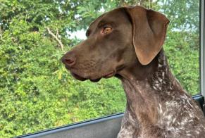 Disappearance alert Dog  Female , 2 years La Roche-sur-Yon France