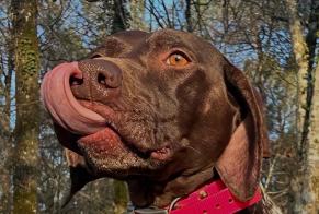 Disappearance alert Dog  Female , 2 years La Roche-sur-Yon France