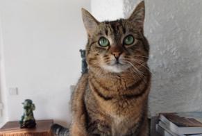 Disappearance alert Cat  Female , 4 years Cepoy France