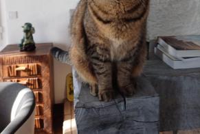 Disappearance alert Cat  Female , 4 years Cepoy France
