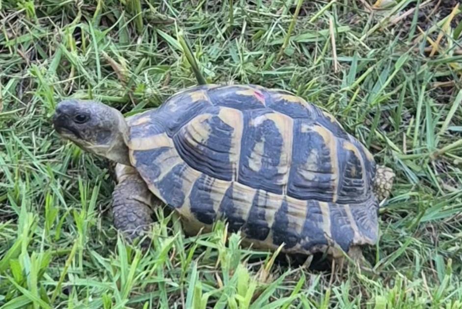 Discovery alert Tortoise Unknown Vallauris France
