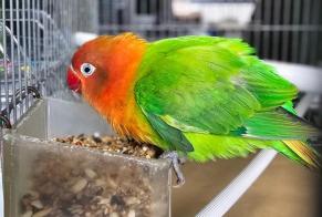 Discovery alert Bird Unknown Nanterre France