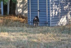 Discovery alert Dog Unknown Larra France