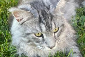 Disappearance alert Cat  Male , 2 years Tourtour France