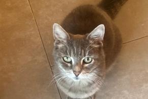 Disappearance alert Cat miscegenation Female , 14 years L'Haÿ-les-Roses France