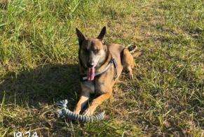 Disappearance alert Dog  Male , 5 years Ouistreham France
