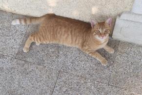 Discovery alert Cat  Female Arbus France