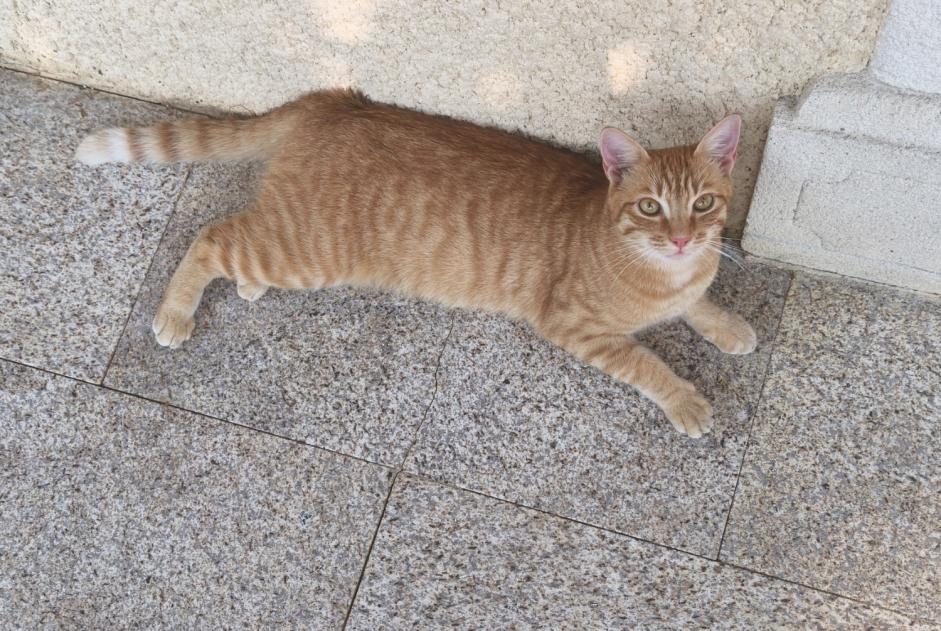 Discovery alert Cat  Female Arbus France