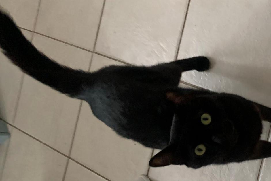 Discovery alert Cat  Male Le Mans France