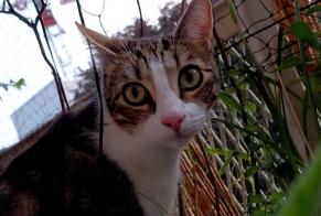 Disappearance alert Cat Male , 1 years Rosny-sous-Bois France