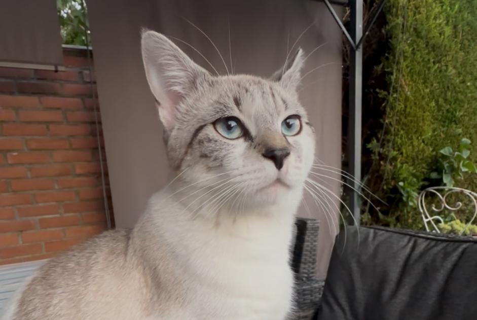 Disappearance alert Cat miscegenation Male , 1 years Hem France