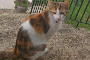 Disappearance alert Cat  Female , 7 years Gergy France
