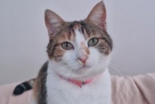 Disappearance alert Cat  Female , 7 years Gergy France