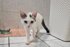 Discovery alert Cat  Female Beauvais France