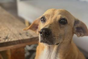 Disappearance alert Dog miscegenation Female , 6 years Bassens France