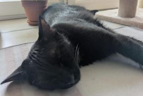 Disappearance alert Cat Male , 1 years Ustaritz France