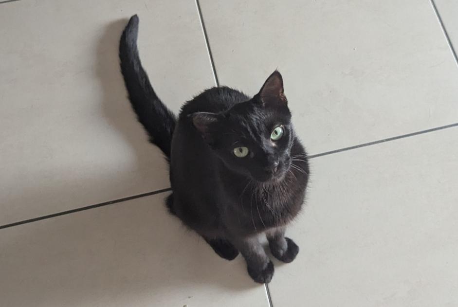 Disappearance alert Cat Male , 1 years Ustaritz France