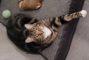 Disappearance alert Cat miscegenation Male , 9 years Moirans France
