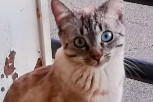 Disappearance alert Cat  Female , 6 years Limoges France