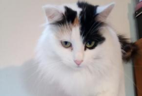 Disappearance alert Cat miscegenation Female , 6 years Maxent France