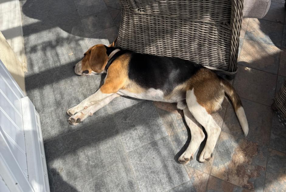 Discovery alert Dog  Male Sazeray France