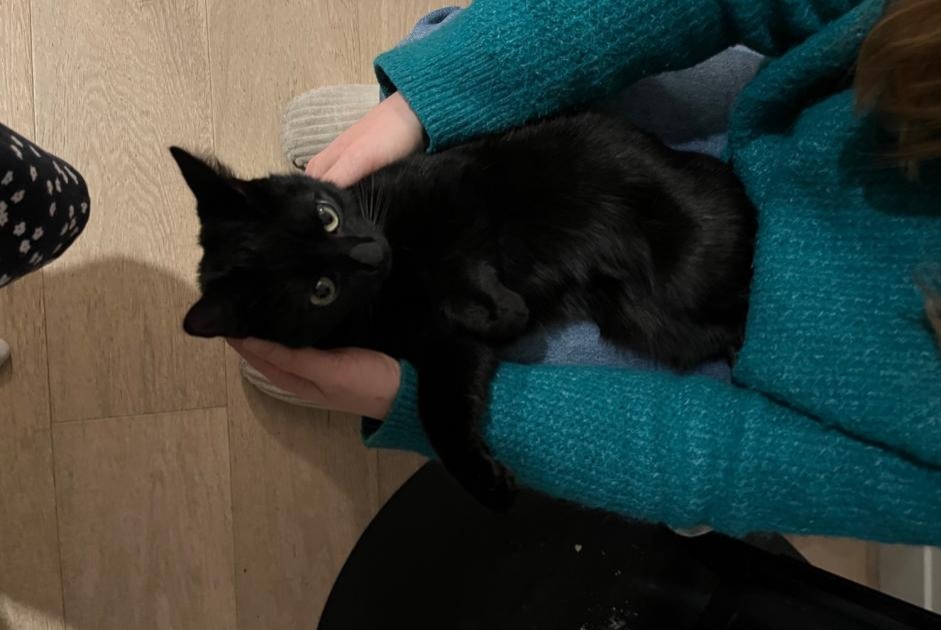 Disappearance alert Cat Female , 2 years Rueil-Malmaison France