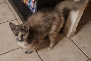 Discovery alert Cat Female Champagné-le-Sec France