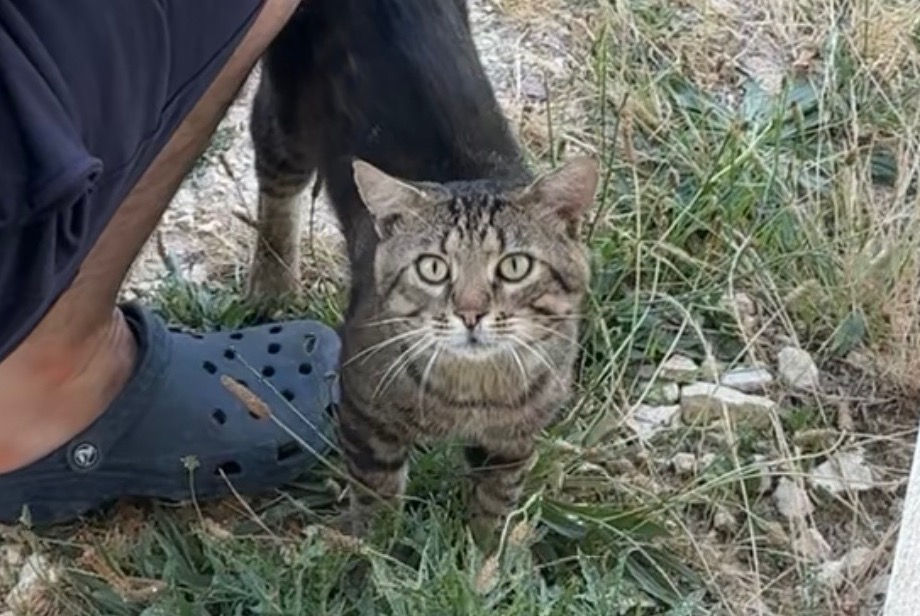 Discovery alert Cat miscegenation Male , 2 years Chapet France
