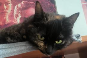 Disappearance alert Cat  Female , 2 years Saran France