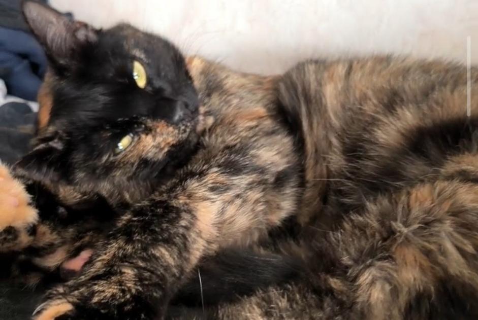 Disappearance alert Cat  Female , 2 years Saran France