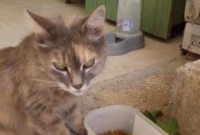 Discovery alert Cat Female Les Peintures France