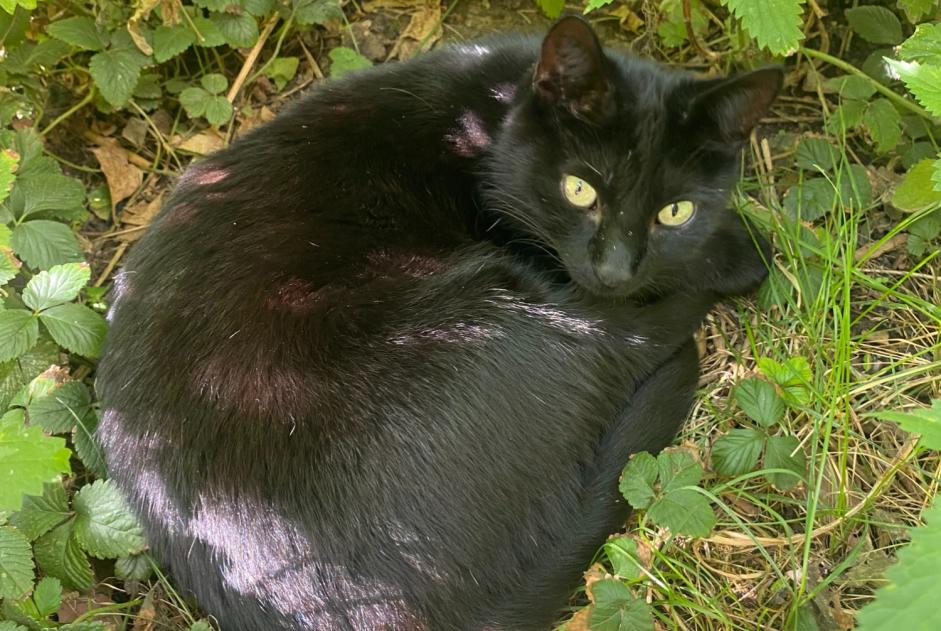 Discovery alert Cat  Unknown Lille France