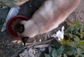 Discovery alert Cat  Male Neuville-en-Ferrain France