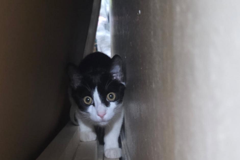 Discovery alert Cat Unknown Meaux France