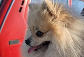 Discovery alert Dog  Unknown Tarbes France