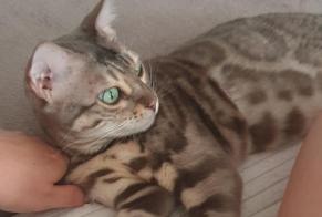 Disappearance alert Cat  Female , 5 years Pornichet France