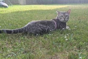 Disappearance alert Cat  Female , 5 years Pornichet France