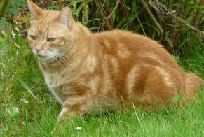 Disappearance alert Cat  Female , 7 years Rémalard en Perche France
