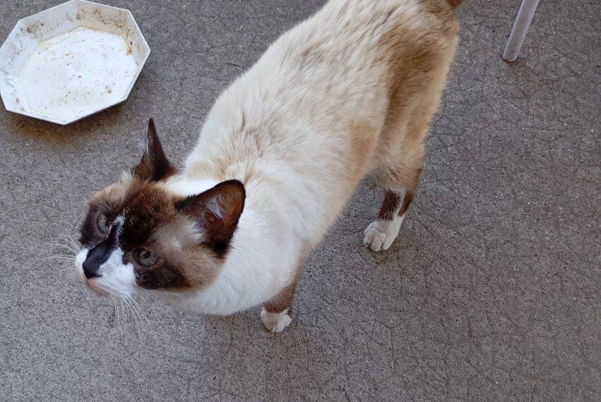 Discovery alert Cat miscegenation Unknown Bergerac France