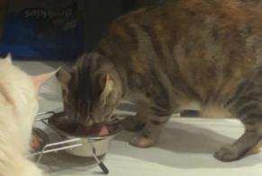 Disappearance alert Cat Female , 3 years Nice France