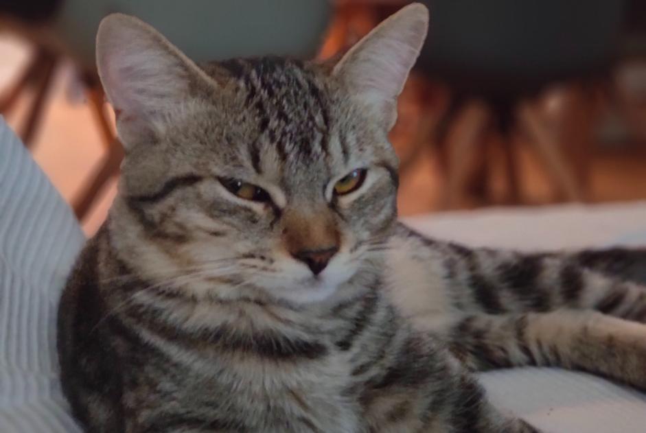 Disappearance alert Cat  Male , 1 years Toulouse France