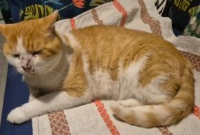 Disappearance alert Cat Male , 7 years Arzon France