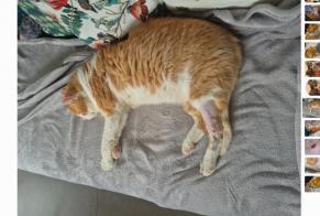 Disappearance alert Cat Male , 7 years Arzon France